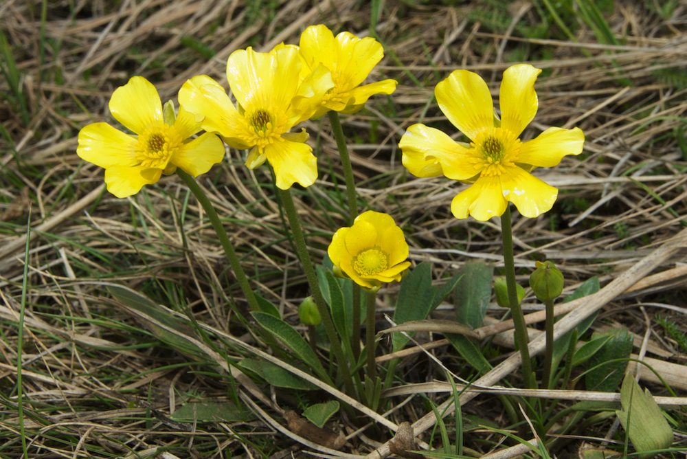 Ranunculaceae Ranunculus graniticola