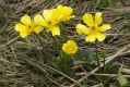 image of Ranunculus graniticola