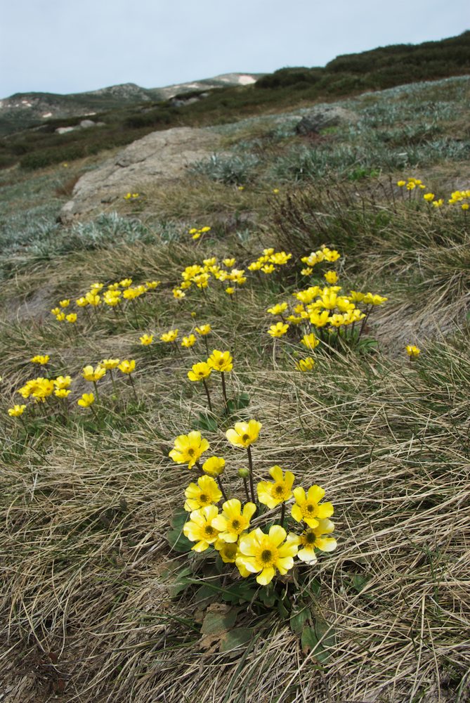 Ranunculaceae Ranunculus graniticola