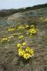 image of Ranunculus graniticola