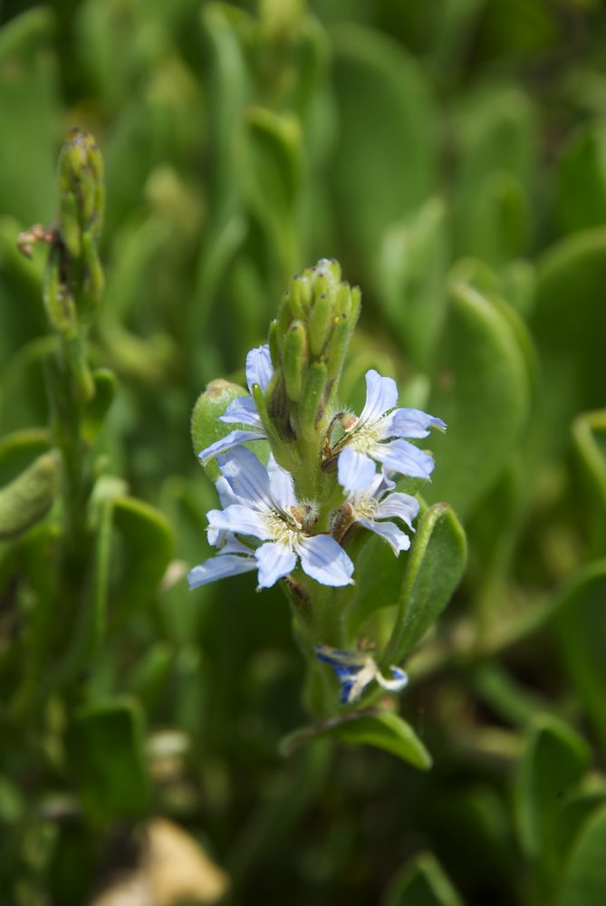 Goodeniaceae Scaevola calendulacea