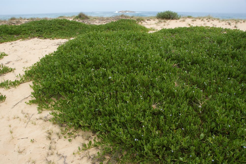 Goodeniaceae Scaevola calendulacea