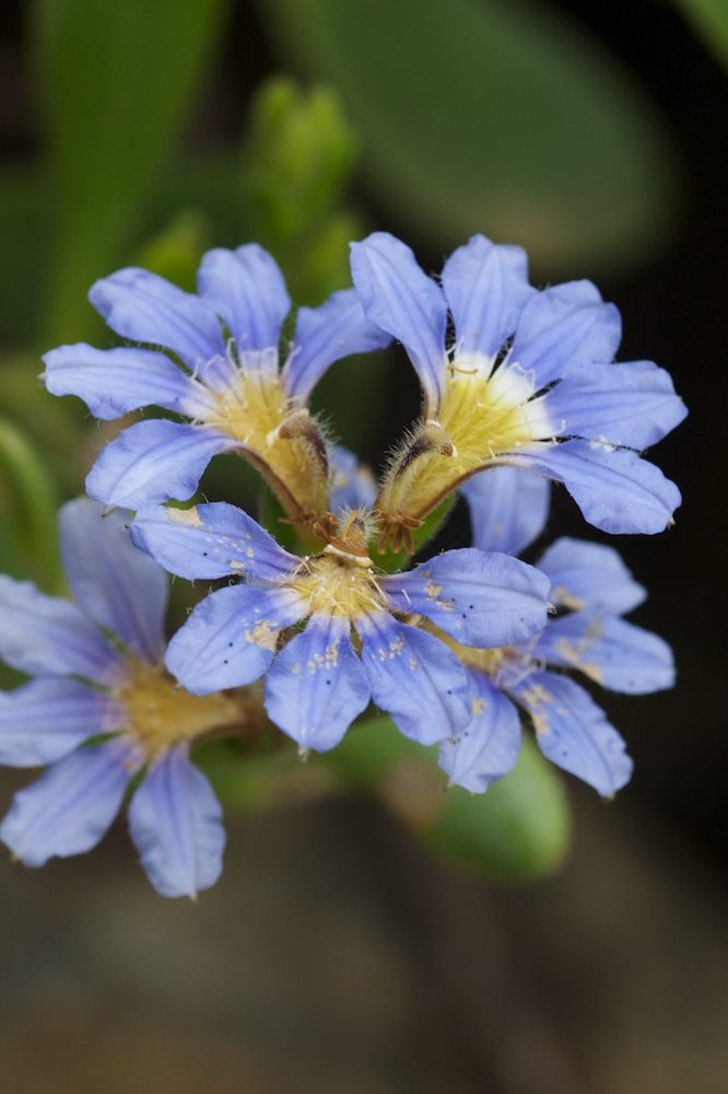 Goodeniaceae Scaevola calendulacea