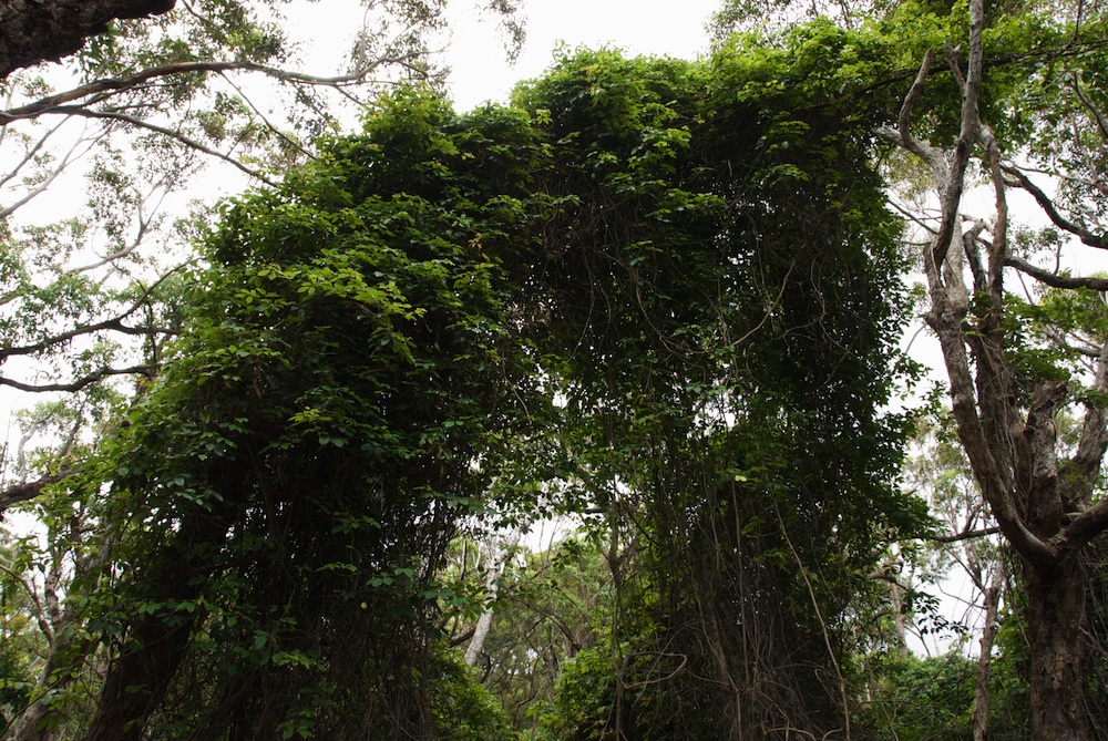 Vitaceae Cissus hypoglauca