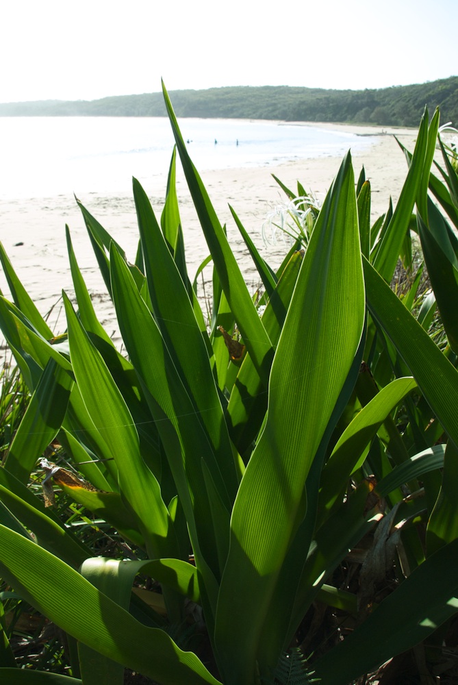 Amaryllidaceae Crinum pedunculatum