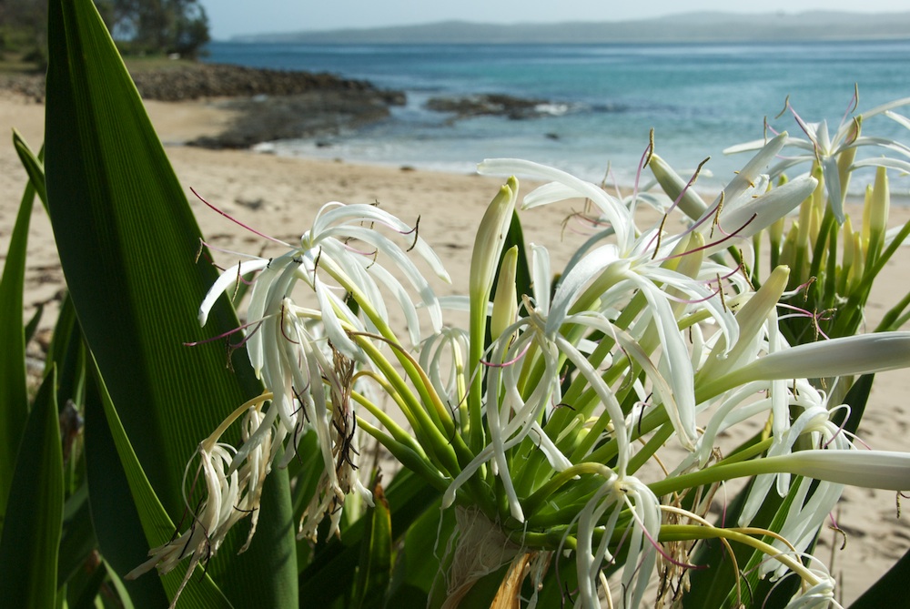 Amaryllidaceae Crinum pedunculatum