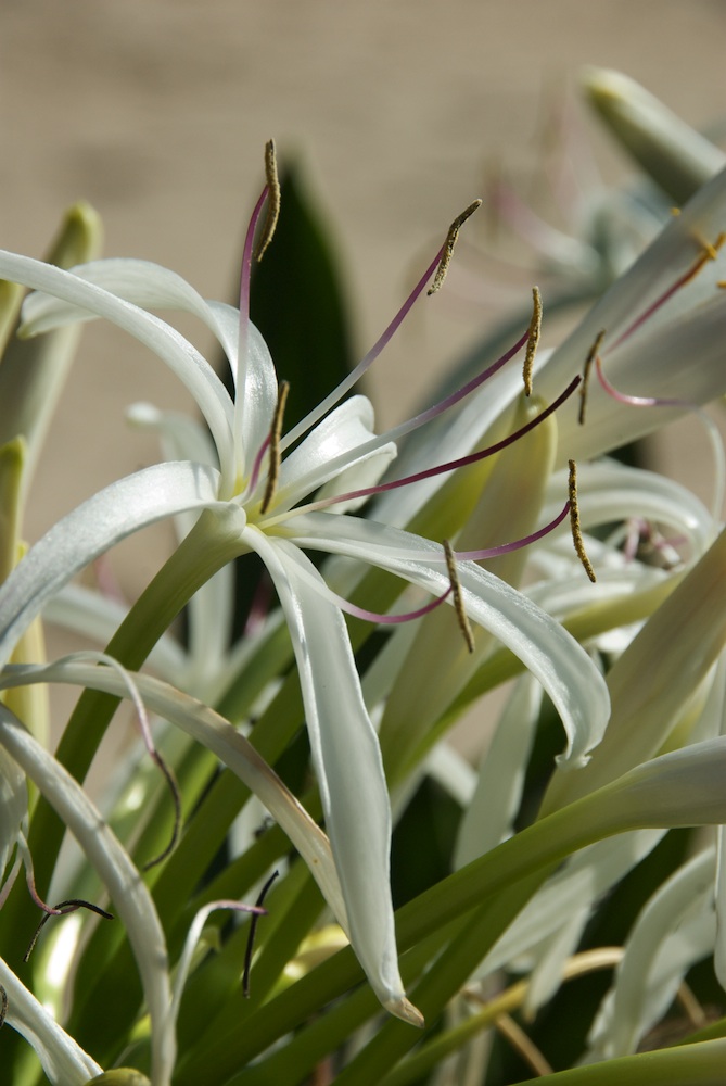 Amaryllidaceae Crinum pedunculatum