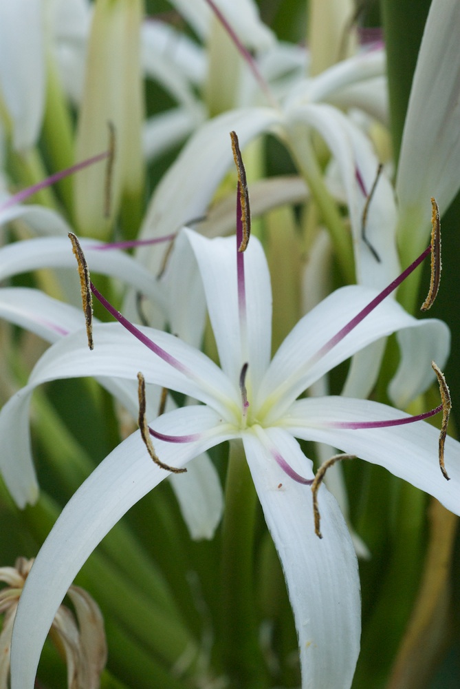 Amaryllidaceae Crinum pedunculatum