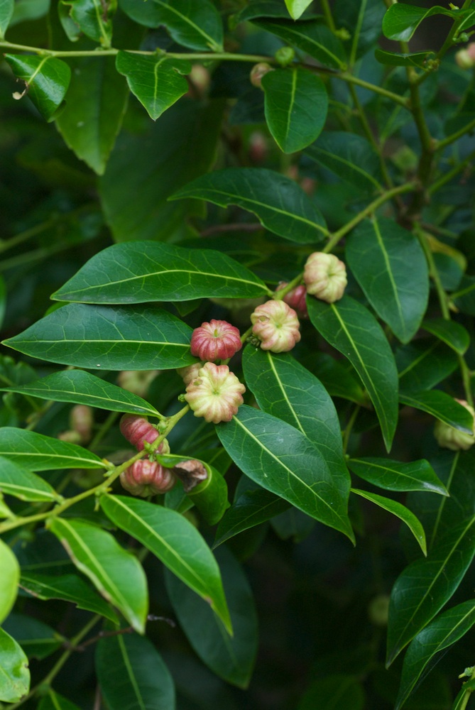 Phyllanthaceae Glochidion fernandi