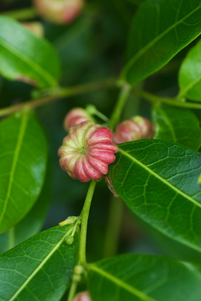 Phyllanthaceae Glochidion fernandi