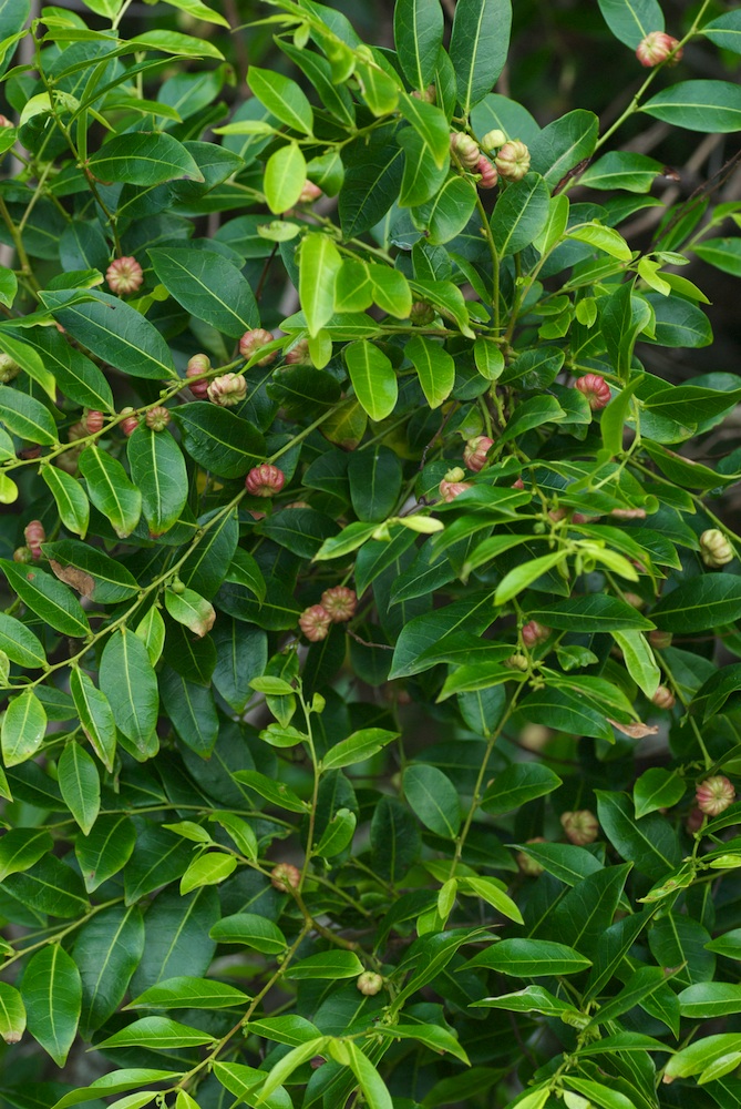 Phyllanthaceae Glochidion fernandi