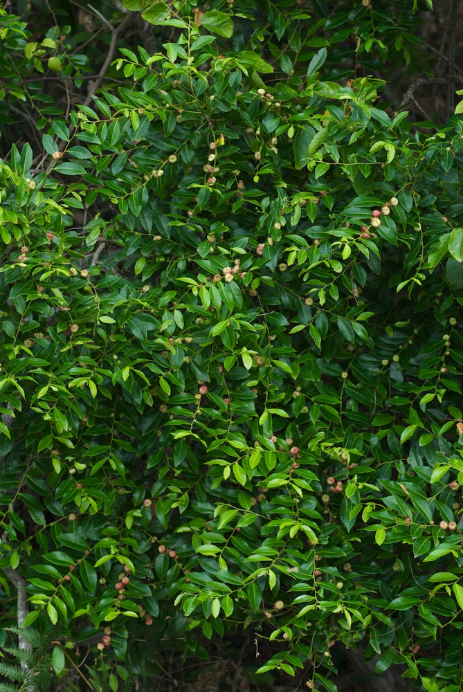 Phyllanthaceae Glochidion fernandi