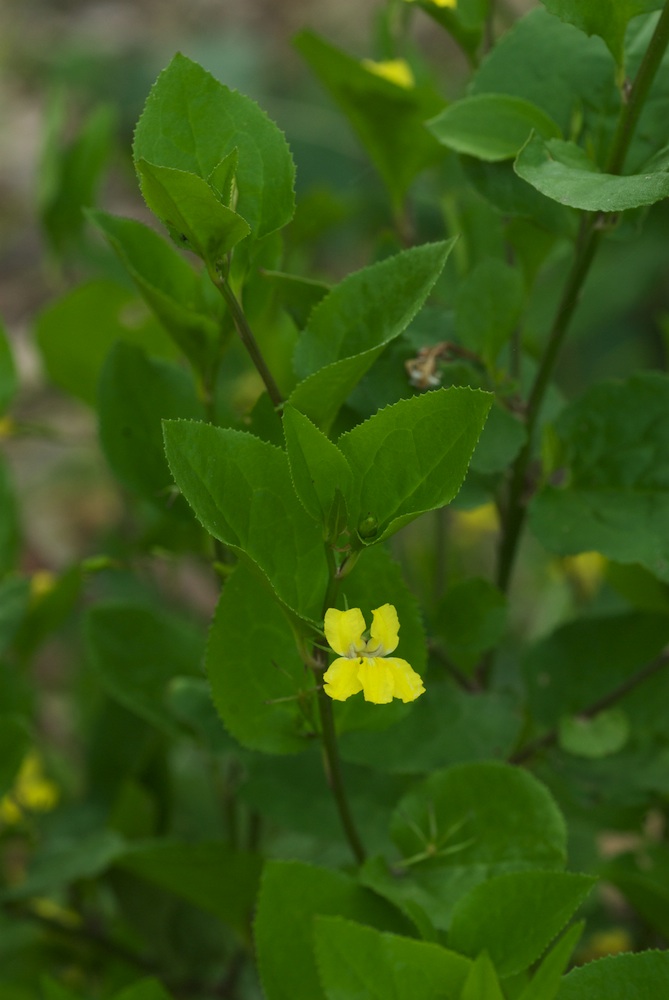 Goodeniaceae Goodenia ovata