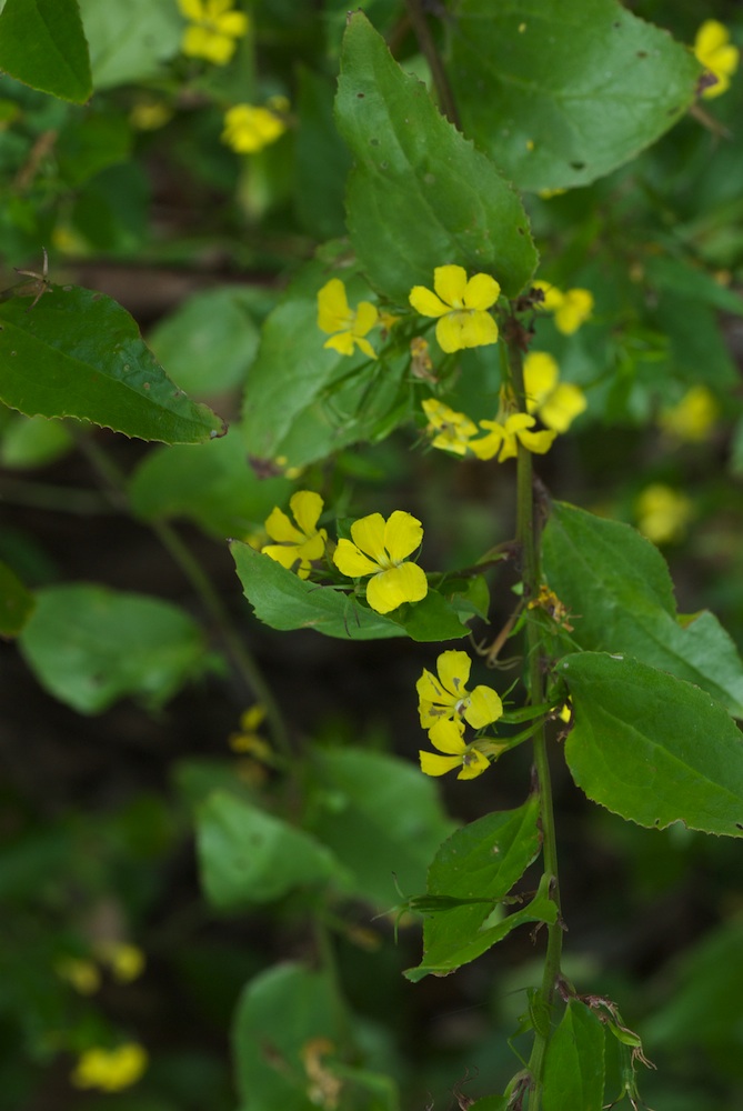 Goodeniaceae Goodenia ovata