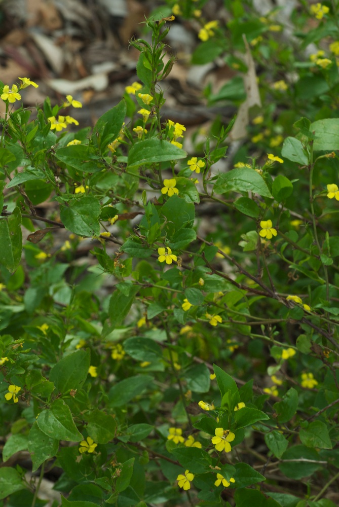 Goodeniaceae Goodenia ovata