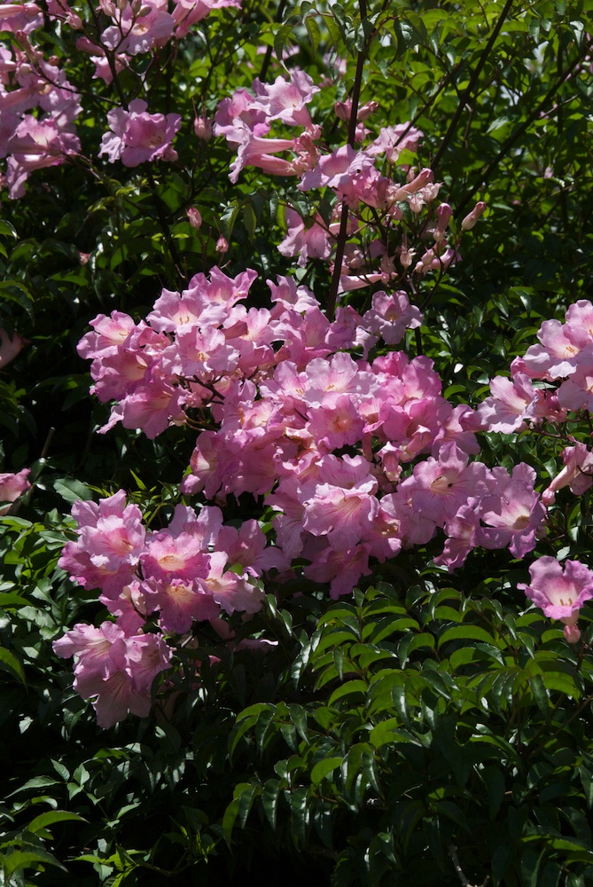 Bignoniaceae Pandorea jasminoides