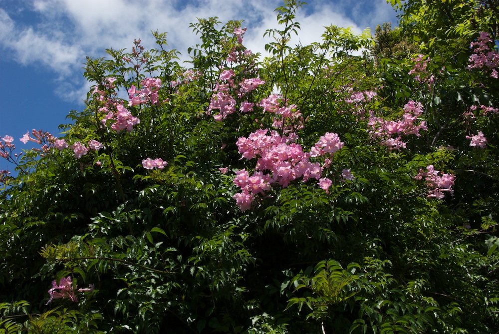 Bignoniaceae Pandorea jasminoides