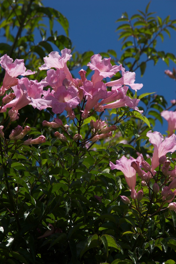 Bignoniaceae Pandorea jasminoides