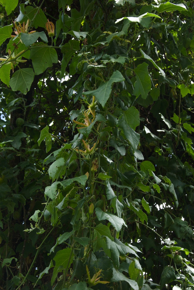 Passifloraceae Passiflora herbertiana
