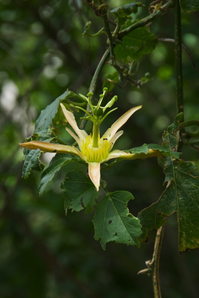 Passifloraceae Passiflora herbertiana
