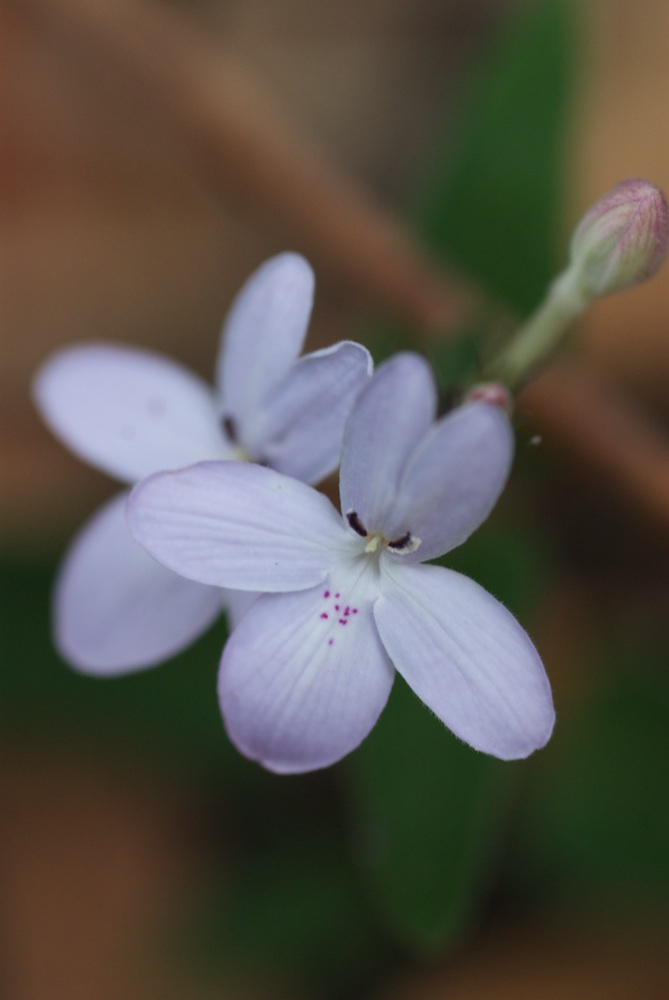 Acanthaceae Pseuderanthermum variabile