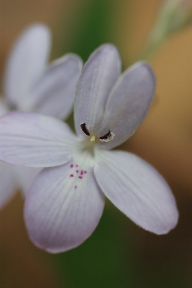 Acanthaceae Pseuderanthermum variabile