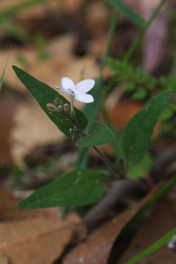 Acanthaceae Pseuderanthermum variabile