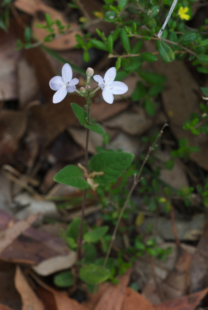 Acanthaceae Pseuderanthermum variabile