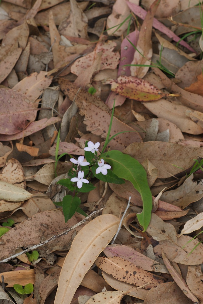 Acanthaceae Pseuderanthermum variabile