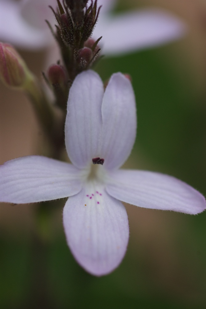 Acanthaceae Pseuderanthermum variabile