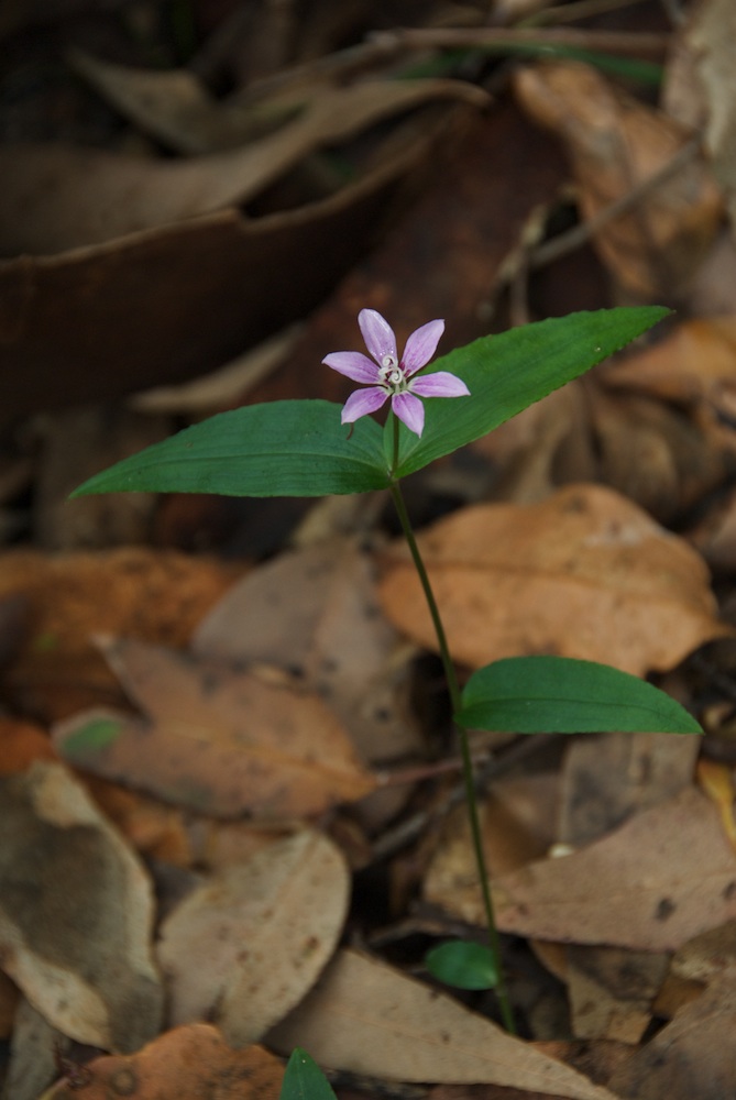 Colchicaceae Schelhammera undulata