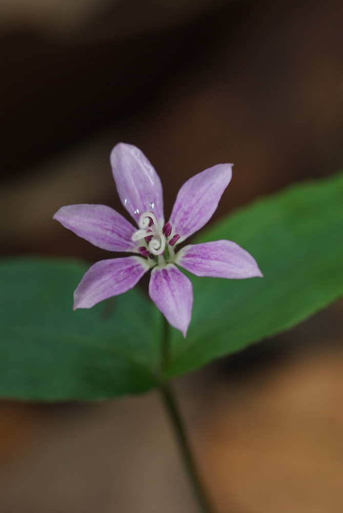 Colchicaceae Schelhammera undulata