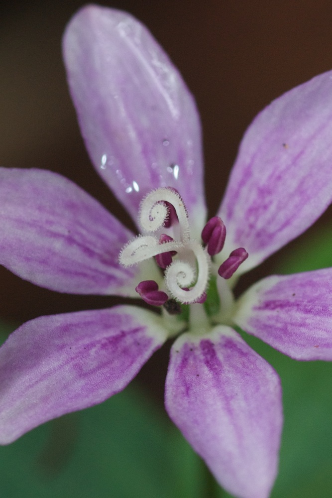 Colchicaceae Schelhammera undulata