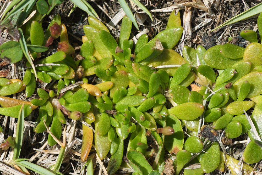 Goodeniaceae Selliera radicans