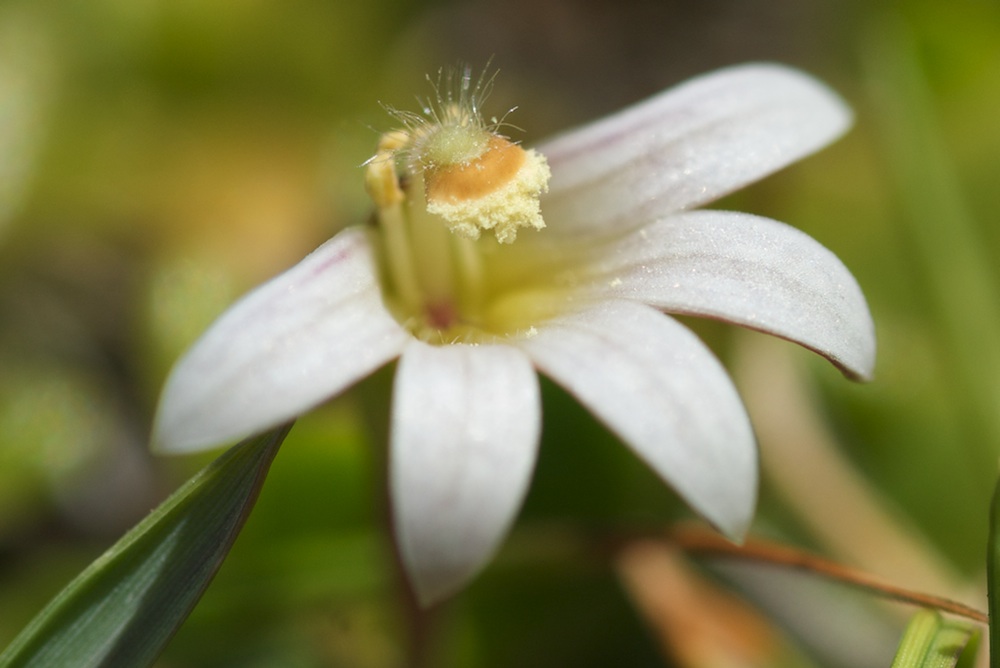 Goodeniaceae Selliera radicans