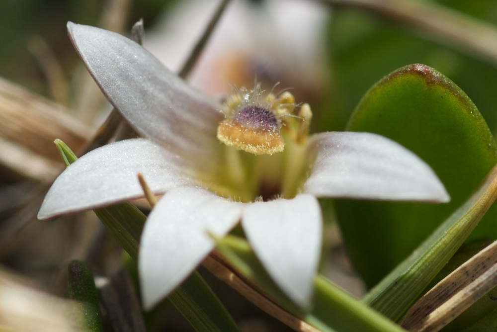 Goodeniaceae Selliera radicans