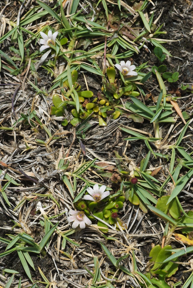 Goodeniaceae Selliera radicans