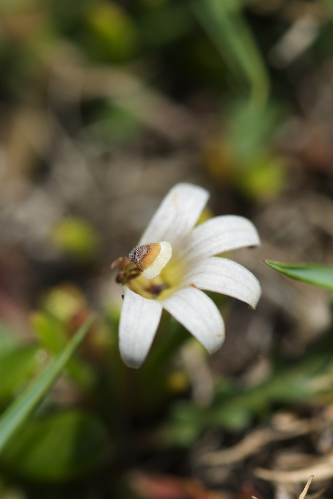 Goodeniaceae Selliera radicans