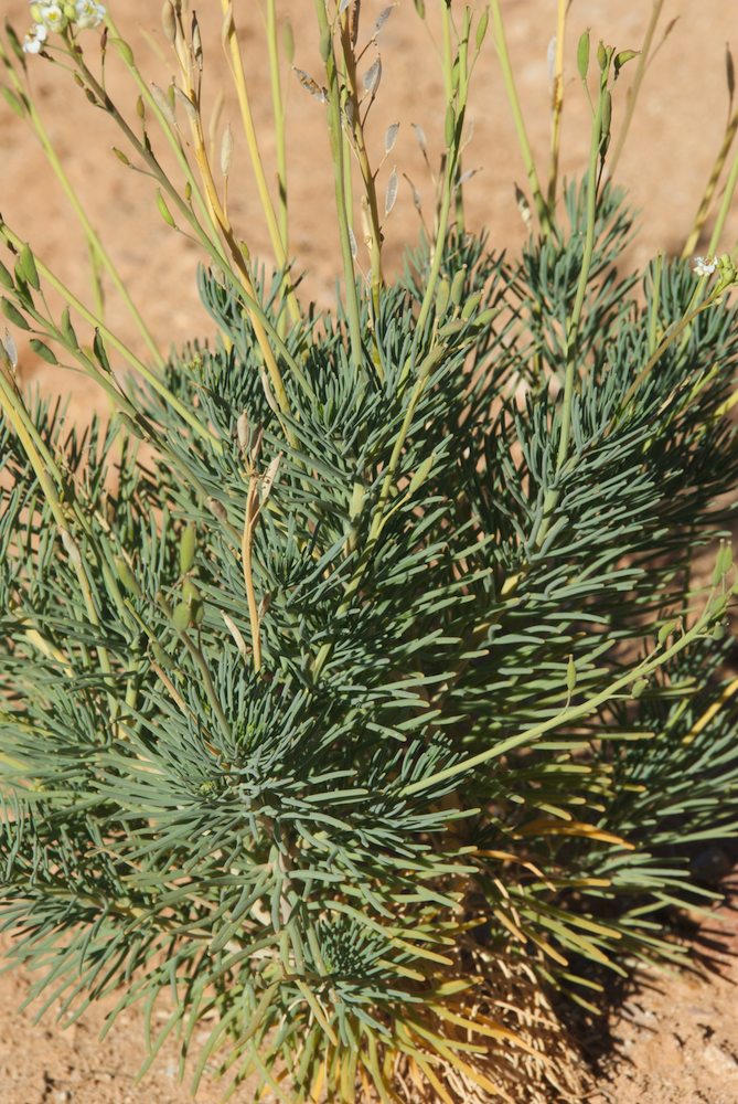 Brassicaceae Arabidella  glaucescens