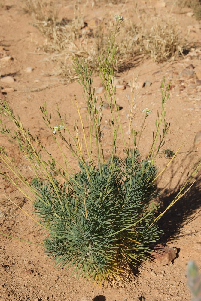 Brassicaceae Arabidella  glaucescens