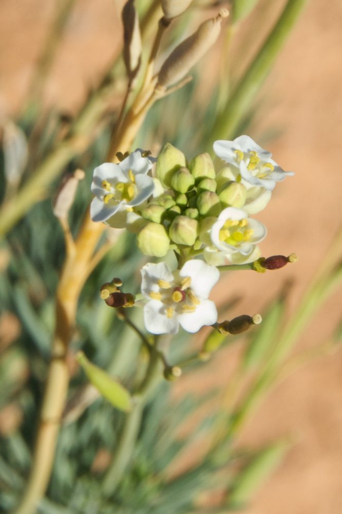 Brassicaceae Arabidella  glaucescens