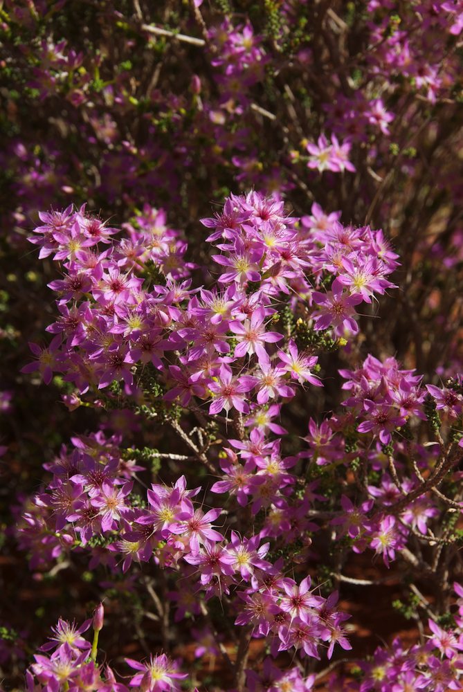 Myrtaceae Calytrix longiflora