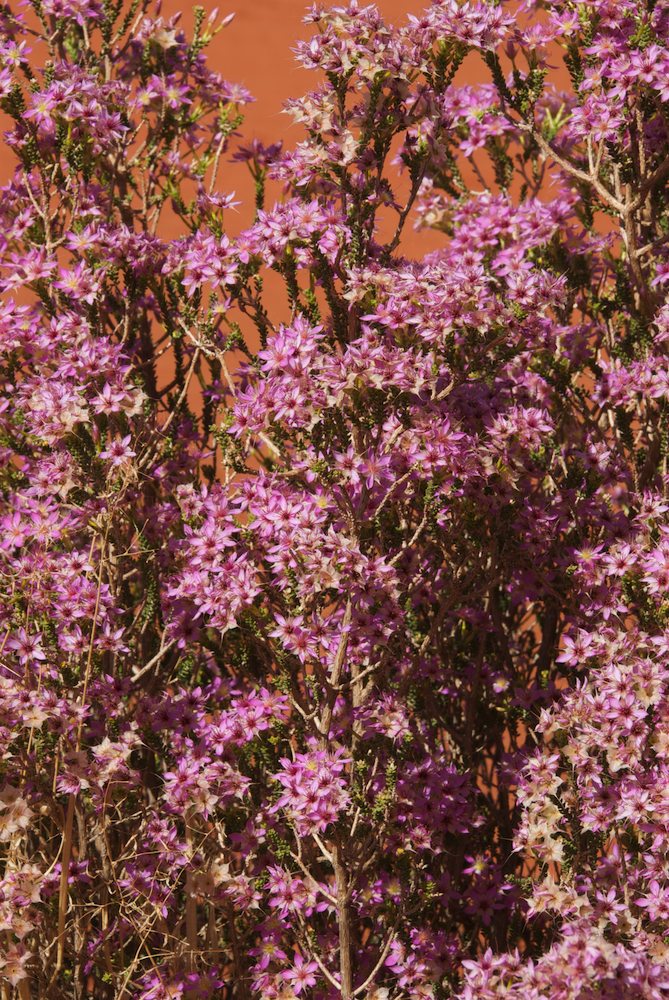 Myrtaceae Calytrix longiflora