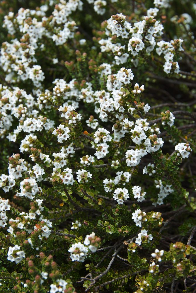 Ericaceae Epacris microphylla