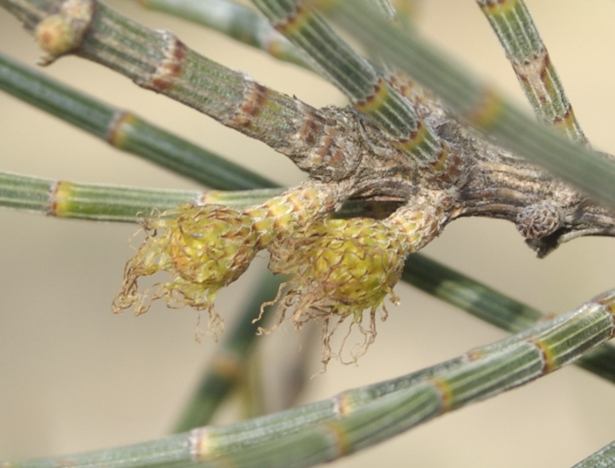 Casuarinaceae Allocasuarina luehmannii