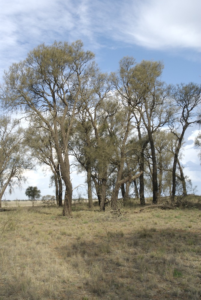 Casuarinaceae Allocasuarina luehmannii