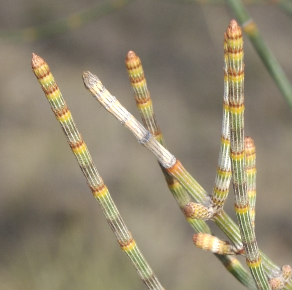 Casuarinaceae Allocasuarina luehmannii