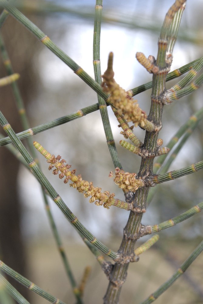 Casuarinaceae Allocasuarina luehmannii