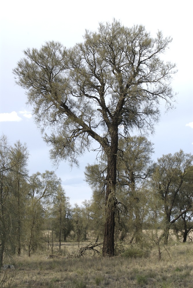 Casuarinaceae Allocasuarina luehmannii