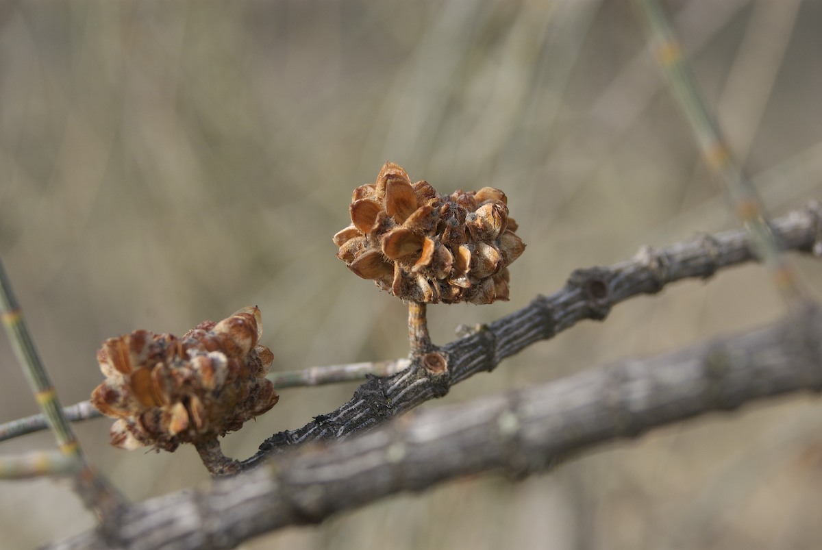 Casuarinaceae Allocasuarina luehmannii